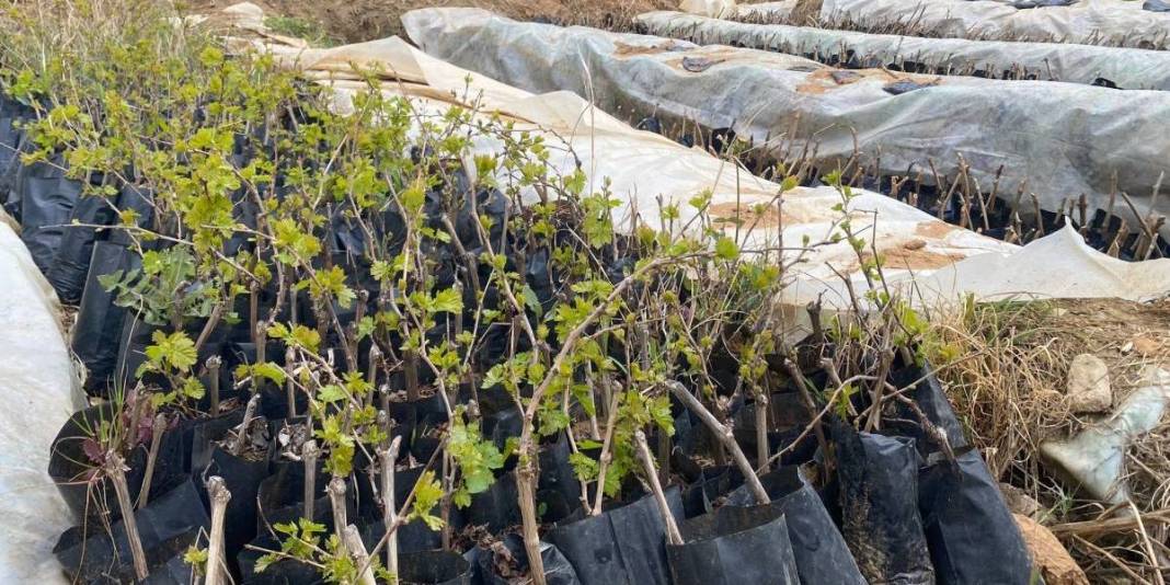 Yok olmaya yüz tutmuştu: Liseliler 5 bin adet yetiştirdi, eğitime de tarıma da katkı sağlandı 4